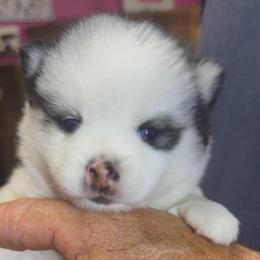 Spock - White male Pomsky puppy in Spring Hill, Florida from PDQ Pomskies