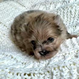 Bolt - Orange sable male Pomeranian puppy in Eden, North Carolina from Whippoorwill Pomeranians