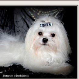 Remi - Maltese