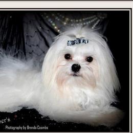 Remi - Maltese