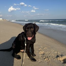 Labrador Retriever Puppies from Rose Gold Retrievers