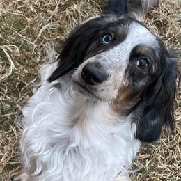 River - Dachshund