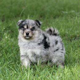 Aster - Merle male Pomsky puppy in Wolfe City, Texas from Susan Warnock