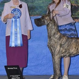 Great Dane All Grown Up from Tom's Great Danes