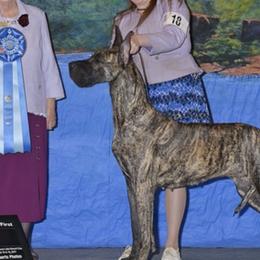 Great Dane All Grown Up from Tom's Great Danes