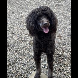Maple - Poodle