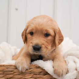 Golden Retriever, Miniature American Shepherd, and Siberian Husky Puppies from HuskiesAndGoldensWithFinesse