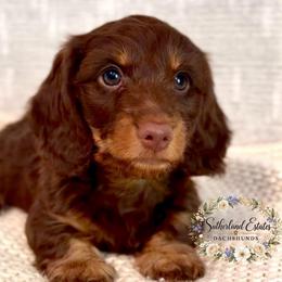 Frankie - Chocolate and tan male Dachshund puppy in Sutherland, Virginia from Sutherland Estates Dachshunds