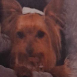 Lady - Yorkshire Terrier