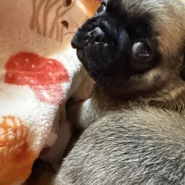 Pug Puppies from Vaubel Country Pugs