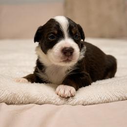 Star AKC - Red tri-color female Australian Shepherd puppy in Polk City, Florida from Skaky Shepherds
