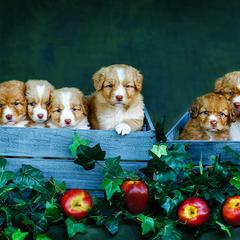 Nova Scotia Duck Tolling Retrievers from Sagewood