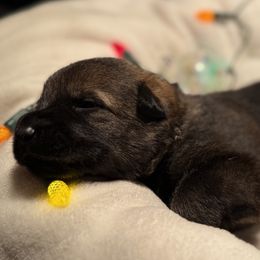 Camo male - Sable male German Shepherd puppy in Buffalo, West Virginia from Z Tykev Vino LLC