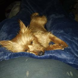 Australian Terrier Puppies from Heit Farm