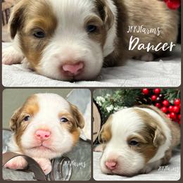(8) Dancer, RMF - Red merle female Miniature American Shepherd puppy in Huntington, Texas from JKKJ Farms