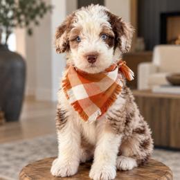 Nash - Brown merle male Aussiedoodle puppy in Sharpsburg, Georgia from Steindoodles