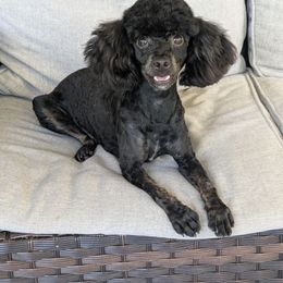 Harmony - Poodle