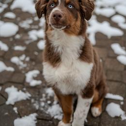 Australian Shepherd Puppies from FireHart Aussies