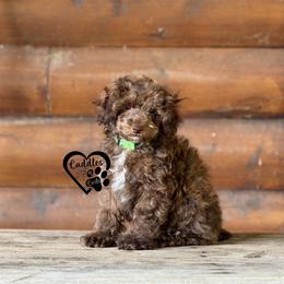 Titan (brown sable) - Sable male Poodle puppy in Nashville, Arkansas from Cuddles n Curls