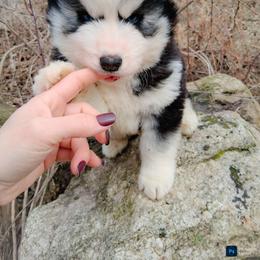 Boy 2 - Black and white male Siberian Husky puppy in West Liberty, Ohio from Skyfallsiberians