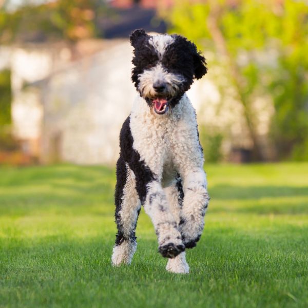 Sheepadoodle