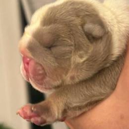 Albert - Lilac tri-color male Bulldog puppy in Cumming, Georgia from Happy Place Kennels