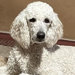 Bernedoodles and Labradoodles from Doodletown