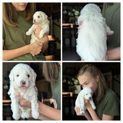 White collar boy - Black male Whoodle puppy in Kalispell, Montana from Countryman Whoodles