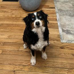 Lilly - Miniature Australian Shepherd