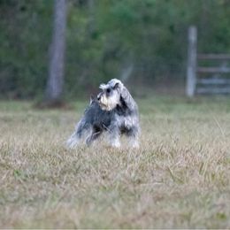 Miniature Schnauzer Puppies from Poplar Creek Miniature Schnauzers