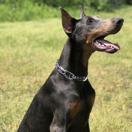 Doberman Pinschers from Blue Moon Dobermans