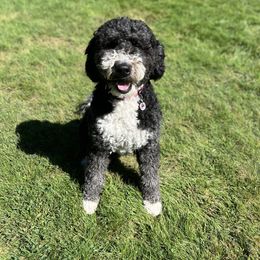 Nala - Bernedoodle
