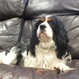 Cavalier King Charles Spaniel puppies from Lucia's Cavalier King Charles Spaniels
