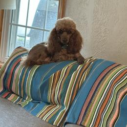 Daffy - Poodle