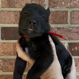 Male 2 - Black brindle male Dutch Shepherd puppy in Fayetteville, North Carolina from Iron Sight K9s