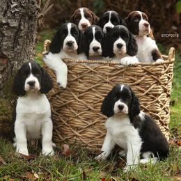 English Springer Spaniel Puppies from Journey Kennels
