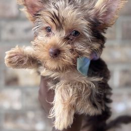 Girly - Chocolate and tan female Yorkshire Terrier puppy in Jacksonville, Florida from TLJ Choco Yorkie Love