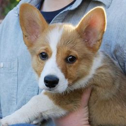 Pembroke Welsh Corgis from Halverfox Corgis
