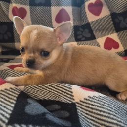 Genu - Merle male Chihuahua puppy in Twin Bridges, Montana from FJW Chihuahuas