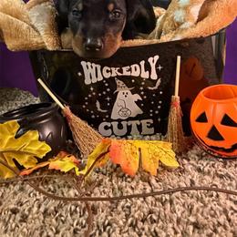 Red collar - Black and rust male Doberman Pinscher puppy in Canton, Ohio from Aaliyah’s Dobies