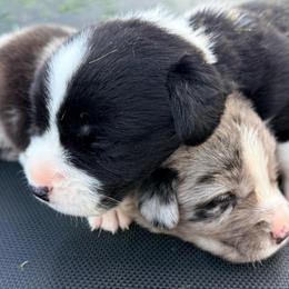 Freedom - Brindle and white female Cardigan Welsh Corgi puppy in Mishawaka, Indiana from Squires Corgi Cottage