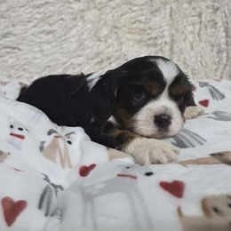 Comet - Tri-color male Cavalier King Charles Spaniel puppy in Neosho, Missouri from Pups on the Ridge