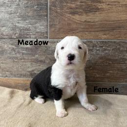 Meadow - Gray and white female Old English Sheepdog puppy in Blackfoot, Idaho from What the Fluff Old English Sheepdog