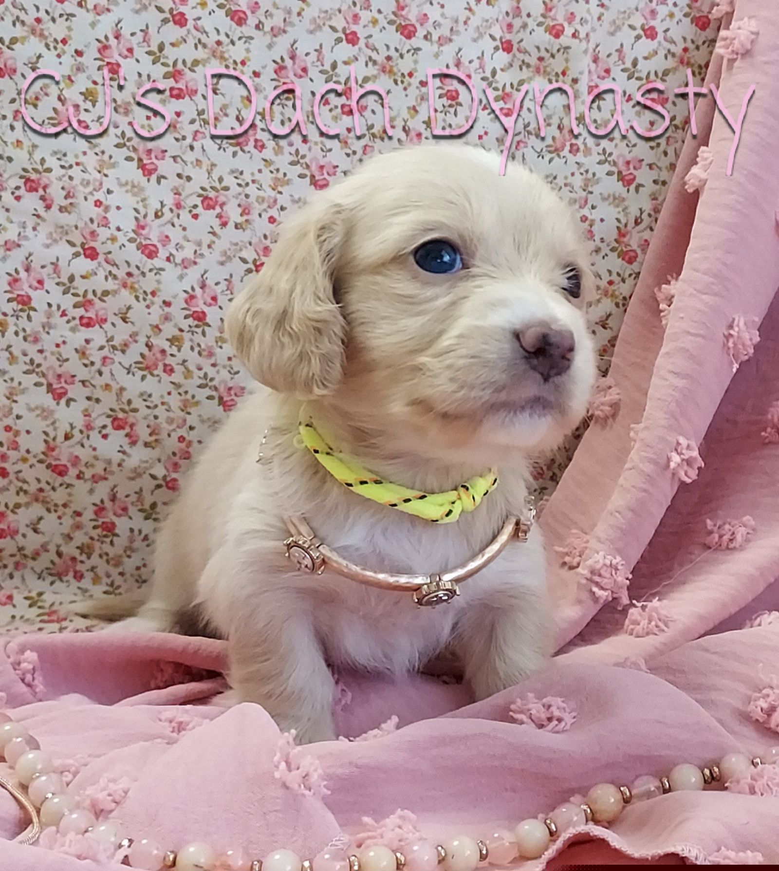 SPARROW 4000 - Cream female Dachshund puppy in Gatesville, Texas from CJ's Dach Dynasty