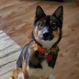 Siberian Husky Puppies from Crazy Cookies Huskies