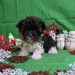 Chocolate girl - Chocolate female Havanese puppy in Vinita, Oklahoma from Locust Creek Shih Tzu & Havanese