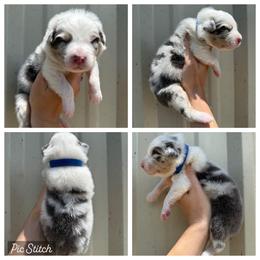 Boy 3 - Dilute blue male Australian Shepherd puppy in Iola, Texas from MK Aussies