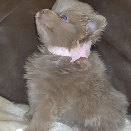 Pomeranian Puppies from Chinita's Pom Poms