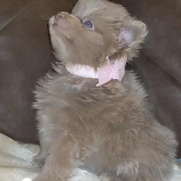 Pomeranian Puppies from Chinita's Pom Poms
