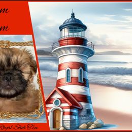 Shih Tzu Puppies from Mtn Top Royal Shih Tzu